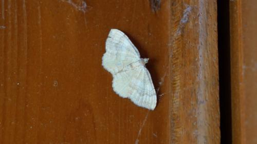 Camptogramma bilineata